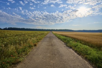 Long road between flowering fields under a sky full of dramatic clouds, summer, Höhefeld, Wertheim,