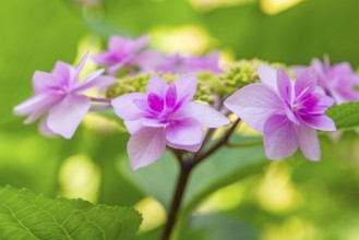 Pink hydrangea blossoms against a blurred background glow in a summer atmosphere, Botanical Garden,