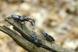 Fascinating stag beetle (Lucanus cervus), insect of the year 2012, June, Saxony, Germany, Europe