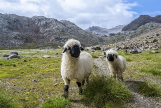 Two Valais Blacknose sheep (Ovis gmelini aries), high alpine mountain valley, Obere Senner Egete,