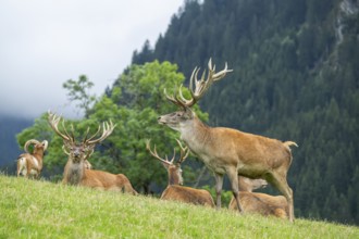 Red deer (Cervus elaphus) stag on a meadow in tirol, Kitzbühel, Wildpark Aurach, Austria, Europe