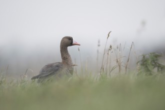 Attentive... White-fronted goose (Anser albifrons), wintering wild goose early in the morning in
