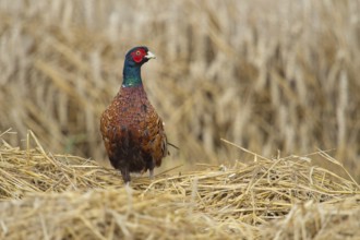 In a freshly mown grain field... Hunting pheasant (Phasianus colchicus) feels deprived of cover,