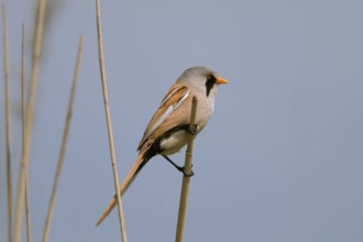 Unmistakable... Bearded Tit (Panurus biarmicus), male with typical, characteristic (eponymous)