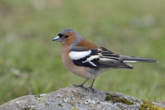 In splendour... Chaffinch (Fringilla coelebs), colourful male, one of the best-known native