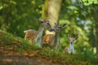 Fallow deer (Dama dama), female, three fallow deer with fawn standing close together in a forest,