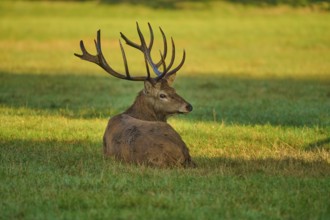 Red deer (Cervus elaphus), lying with a calm expression on a sunny meadow, Germany, Europe