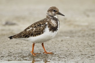 In its finery... Turnstone (Arenaria interpres) in the mudflats, limicolous migration, migratory