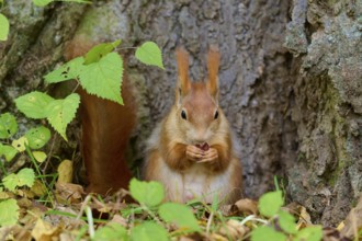 Eurasian squirrel (Sciurus vulgaris), sitting and eating in front of a tree trunk in autumnal