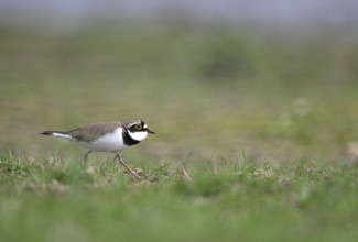 Little Ringed Plover (Charadrius dubius), Lower Rhine, North Rhine-Westphalia, Germany, Europe