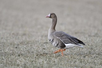 A wild goose... White-fronted goose (Anser albifrons) walking across a stubble field, full-grown