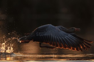 Just away from here... Greylag goose (Anser anser) flies off with loud chattering, takes off from