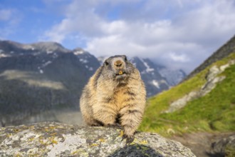Alpine marmot (Marmota marmota) in autumn, Grossglockner, High Tauern National Park, Austria,