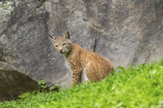 Eurasian lynx (Lynx lynx) youngster on a meadow, Bavaria, Germany, Europe