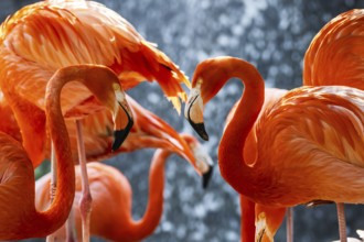 American flamingo, Phoenicopterus ruber, group of birds