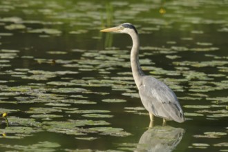 Grey heron (Ardea cinerea), water, hunting, Lower Austria
