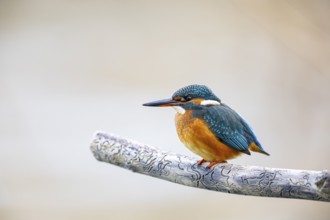 Kingfisher (Alcedo atthis) Germany
