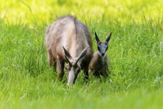 Wild animals in natural environment, mother and young in tall grass, chamois, (Rupicapra