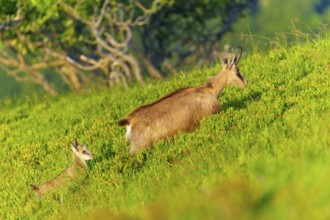 Chamois mother with young on a green slope, surrounded by trees, chamois, chamois, (Rupicapra