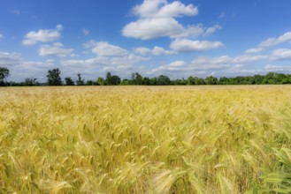 Grain field, in front of harvest, barley, near Bottrop-Kirchhellen, North Rhine-Westphalia,