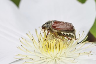 Cockchafer, field cockchafer (Melolontha melolontha), female on a clematis flower, Wilnsdorf, North