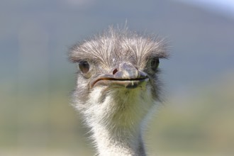 Common ostrich (Struthio camelus), portrait, captive, Rhineland-Palatinate, Germany, Europe