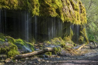 Dietfurt Waterfall, a moss waterfall in the Wutach Gorge, Black Forest, Baden-Württemberg, Germany,