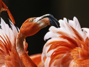 American flamingo, Phoenicopterus ruber, group of birds