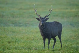 Sika deer (Cervus nippon), in a meadow at dawn, natural antlers visible, Germany, Europe