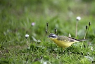 Yellow wagtail (Motacilla flava), in a meadow, Lower Rhine, North Rhine-Westphalia, Germany, Europe