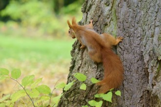 Eurasian squirrel (Sciurus vulgaris), climbing up the side of a tree trunk with leaves on the