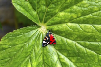 Scarlet Tiger moth, Callimorpha dominula, Iford manor gardens, Wiltshire, England, UK