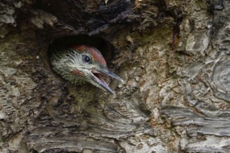 Begging call... Green woodpecker (Picus viridis), almost fledged young woodpecker looks out of its