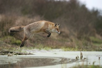 Red fox (Vulpes vulpes) in a powerful, high jump, jumping over a body of water, in natural