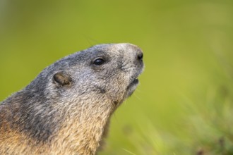 Alpine marmot (Marmota marmota) in autumn, Grossglockner, High Tauern National Park, Austria,