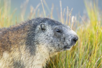Alpine marmot (Marmota marmota) in autumn, Grossglockner, High Tauern National Park, Austria,