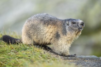 Alpine marmot (Marmota marmota) in autumn, Grossglockner, High Tauern National Park, Austria,