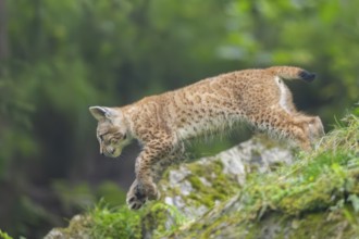 Eurasian lynx (Lynx lynx) youngster on a rock, Bavaria, Germany, Europe
