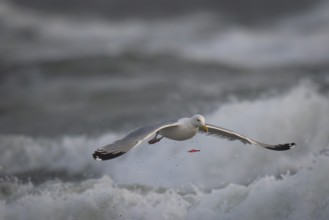 Herring gull (Larus argentatus) in the surf, red piece of plastic that was captured and then spat