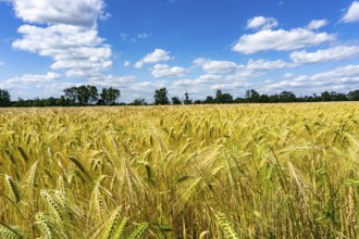 Grain field, in front of harvest, barley, near Bottrop-Kirchhellen, North Rhine-Westphalia,