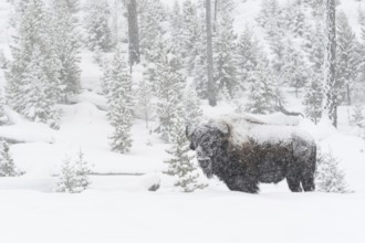 American Bison (Bison bison) in deep winter with heavy snowfall, old, strong bull covered by ice