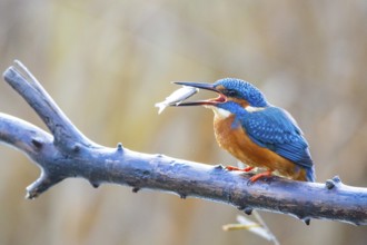Kingfisher (Alcedo atthis) Germany