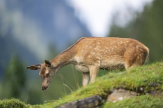 Red deer (Cervus elaphus) fawn on a meadow in tirol, Austria, Europe