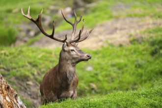 Red deer (Cervus elaphus) stag on a meadow, Bavaria, Germany, Europe