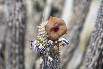 Red flowers on a dry cactus (Hoodia currorii), Makgadikgadi salt pans, Botswana, Africa