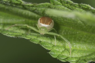 A Diaea dorsata (Diaea dorsata) in mantis position on a green leaf, abdomen with distinctive brown
