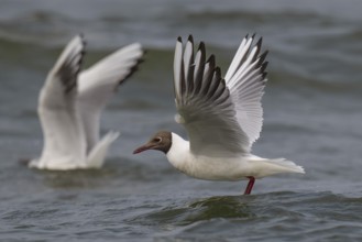 Black-headed gull (Chroicocephalus ridibundus) in summer plumage, flying above the sea surface,
