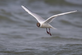 Black-headed gull (Chroicocephalus ridibundus) in summer plumage, flying above the water surface,