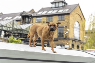 Brown dog standing on narrowboat roof, enjoying a sunny day on regent's canal in city of london, uk