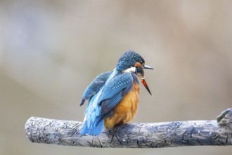 Kingfisher (Alcedo atthis) Germany